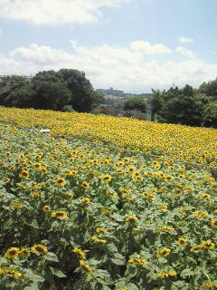 鷺ノ宮・中村橋・都立家政（中野区・練馬区）のマッサージサロンｗｉｓｈｔｉｍｅは子供連れＯＫ・女性専用・まつげパーマ・出張マッサージ